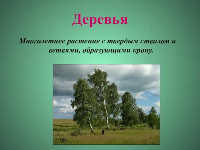 Деревья Многолетнее растение с твердым стволом и ветвями, образующими крону.