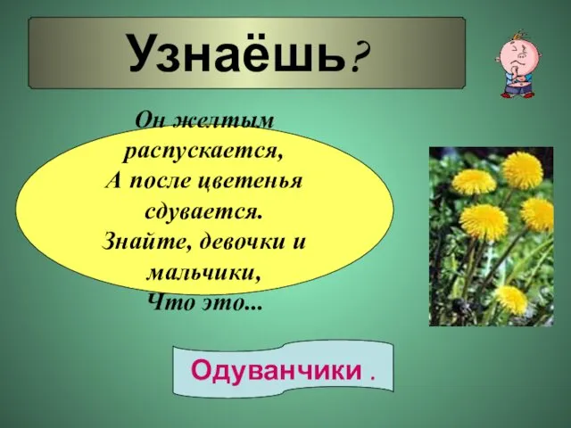 Узнаёшь? Он желтым распускается, А после цветенья сдувается. Знайте, девочки и мальчики, Что это... Одуванчики .