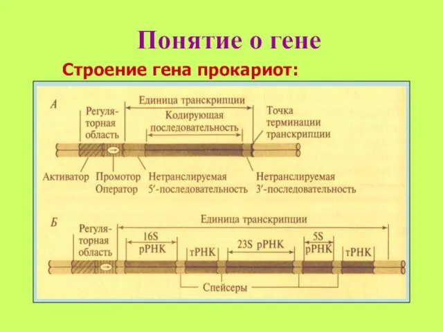 Понятие о гене Строение гена прокариот: