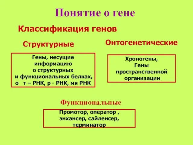 Понятие о гене Классификация генов Гены, несущие информацию о структурных и