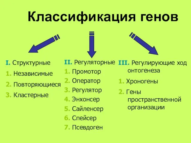 Классификация генов I. Структурные 1. Независимые 2. Повторяющиеся 3. Кластерные II.