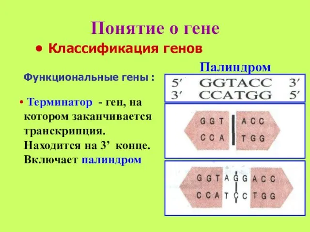 Понятие о гене Палиндром Классификация генов Терминатор - ген, на котором