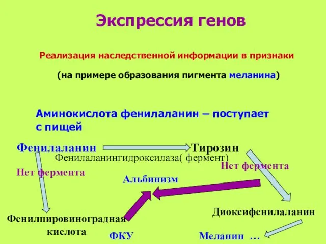 Реализация наследственной информации в признаки (на примере образования пигмента меланина) Фенилаланингидроксилаза(