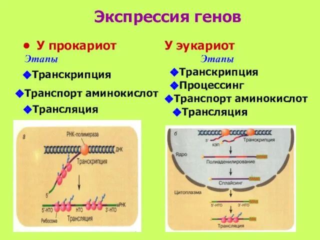 Экспрессия генов У прокариот У эукариот Этапы Этапы Транскрипция Транспорт аминокислот