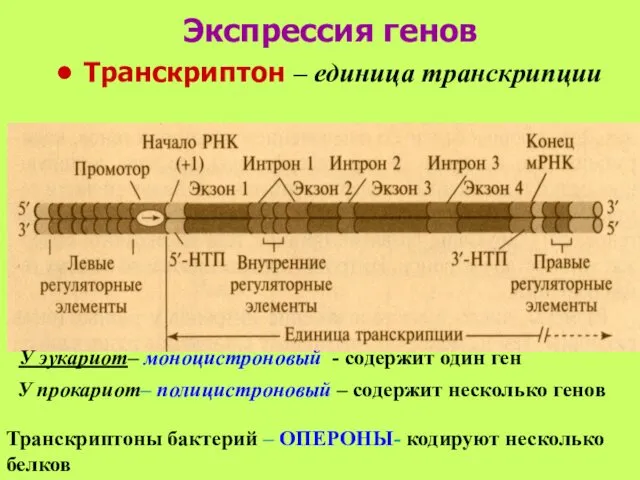 Экспрессия генов Транскриптон – единица транскрипции У эукариот– моноцистроновый - содержит