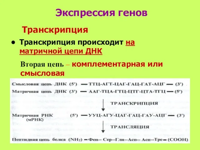 Экспрессия генов Транскрипция происходит на матричной цепи ДНК Транскрипция Вторая цепь – комплементарная или смысловая