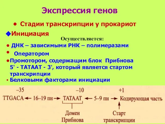 Экспрессия генов Стадии транскрипции у прокариот Инициация Осуществляется: ДНК – зависимыми