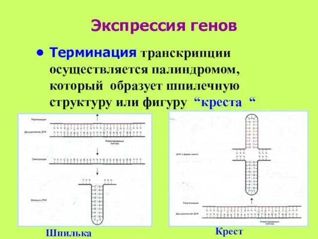 Экспрессия генов Терминация транскрипции осуществляется палиндромом, который образует шпилечную структуру или фигуру “креста “ Шпилька Крест