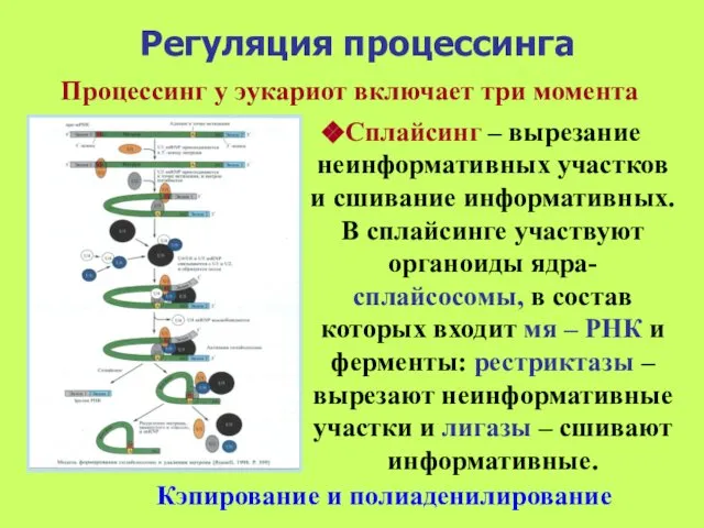 Регуляция процессинга Сплайсинг – вырезание неинформативных участков и сшивание информативных. В