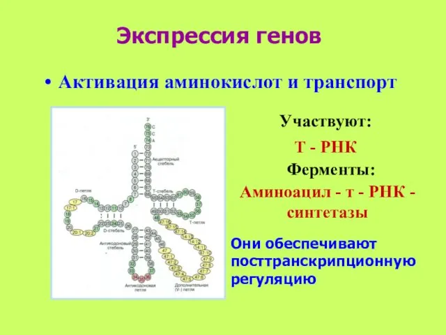 Экспрессия генов Участвуют: Т - РНК Ферменты: Аминоацил - т -