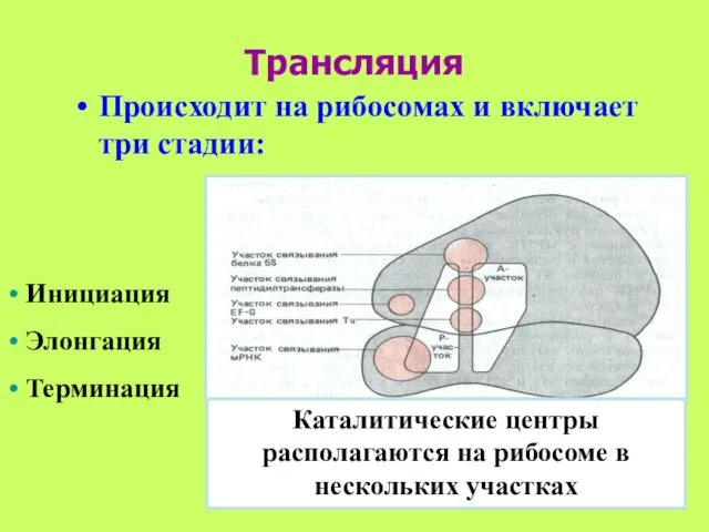 Трансляция Происходит на рибосомах и включает три стадии: