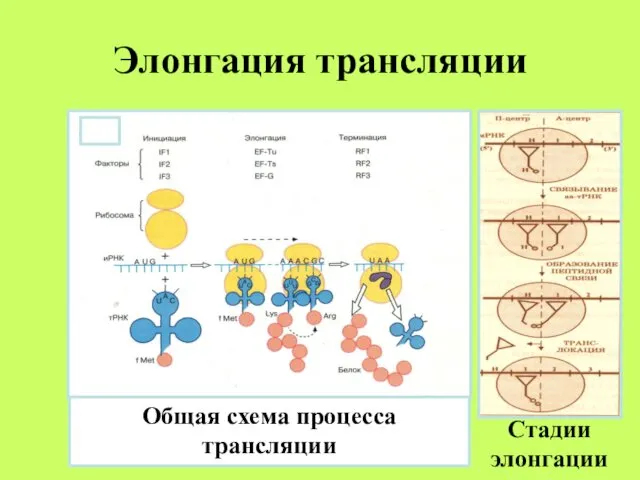 Элонгация трансляции Стадии элонгации