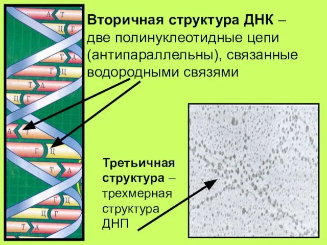 Вторичная структура ДНК – две полинуклеотидные цепи (антипараллельны), связанные водородными связями