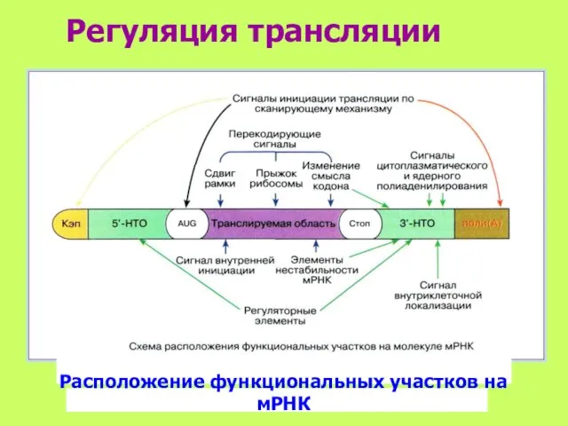 Регуляция трансляции Расположение функциональных участков на мРНК