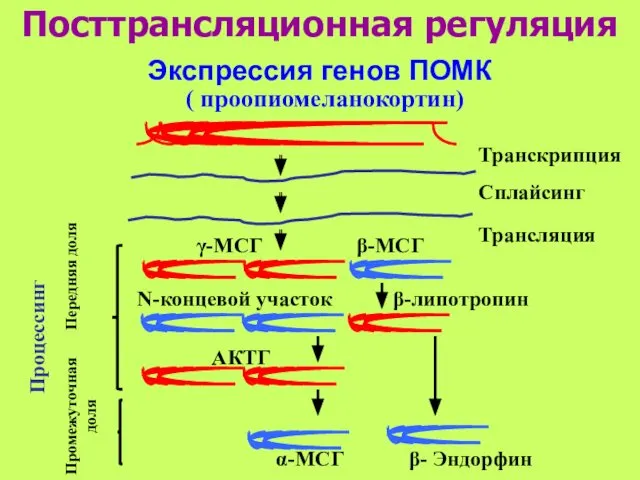 Экспрессия генов ПОМК Транскрипция Сплайсинг Трансляция γ-МСГ β-МСГ N-концевой участок β-липотропин