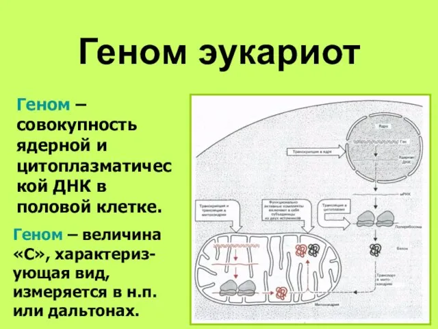 Геном эукариот Геном – совокупность ядерной и цитоплазматической ДНК в половой