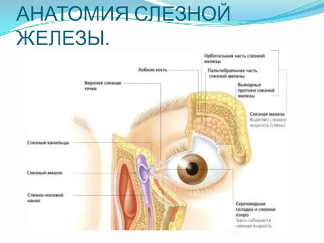 АНАТОМИЯ СЛЕЗНОЙ ЖЕЛЕЗЫ.