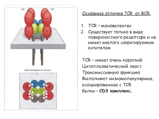 Основные отличия TCR от BCR: TCR – моновалентен Существует только в