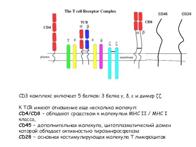 CD3 комплекс включает 5 белков: 3 белка γ, δ, ε и