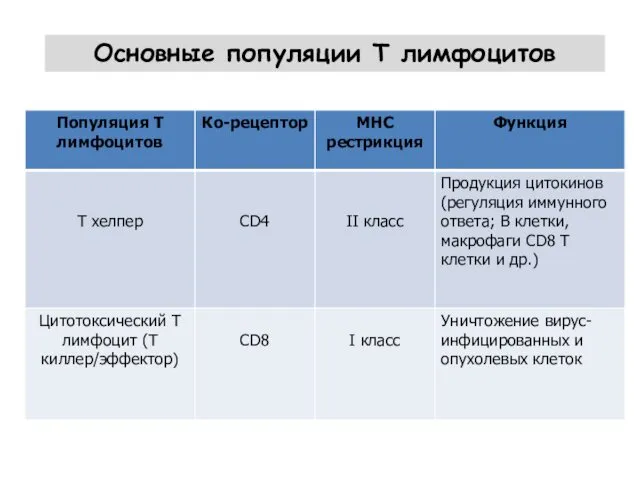 Основные популяции Т лимфоцитов