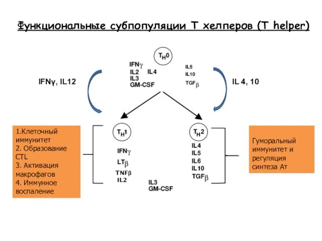 Функциональные субпопуляции Т хелперов (T helper) 1.Клеточный иммунитет 2. Образование CTL