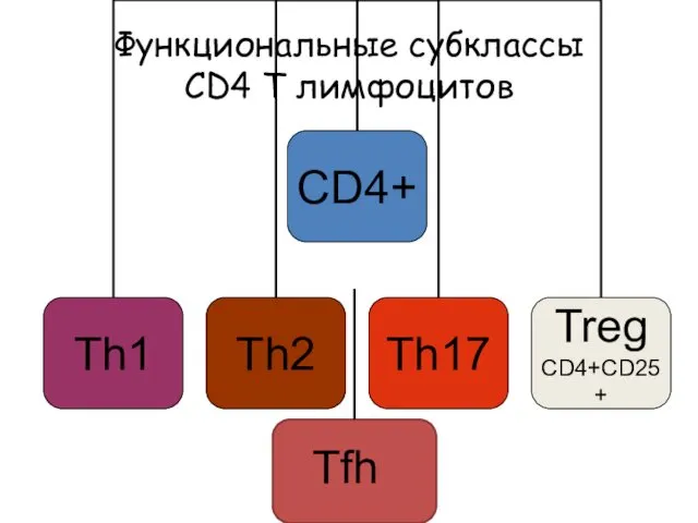 Функциональные субклассы CD4 Т лимфоцитов Tfh