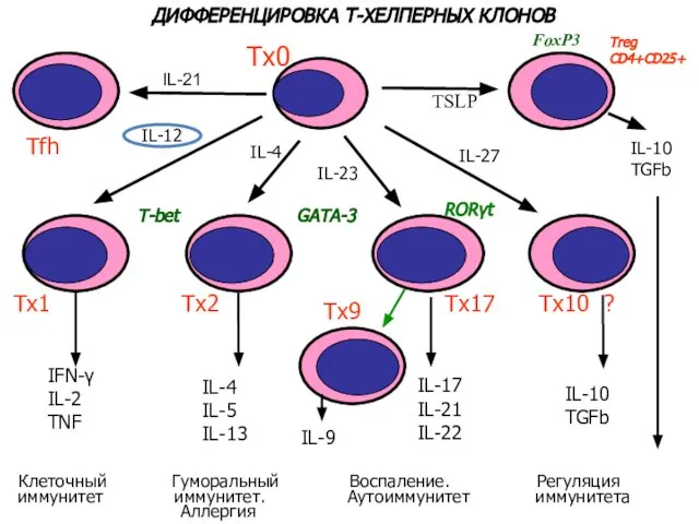 ДИФФЕРЕНЦИРОВКА Т-ХЕЛПЕРНЫХ КЛОНОВ Тх0 Тх1 Тх2 Tx17 Tx10 ? IL-4 IL-23