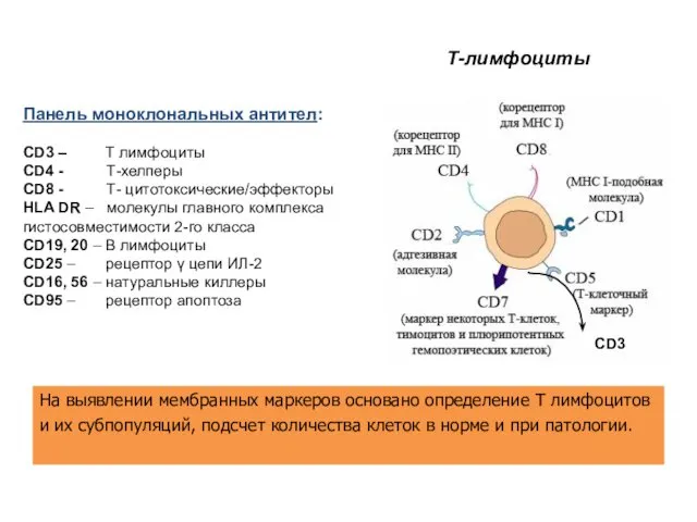 Т-лимфоциты Панель моноклональных антител: CD3 – Т лимфоциты CD4 - Т-хелперы