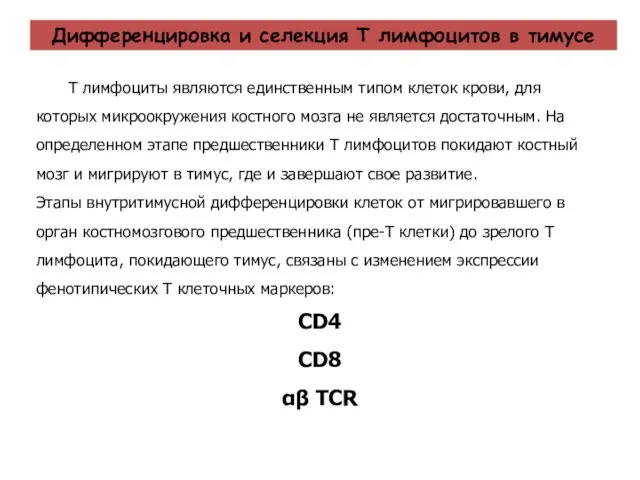 Дифференцировка и селекция Т лимфоцитов в тимусе Т лимфоциты являются единственным