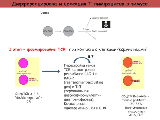 Дифференцировка и селекция Т лимфоцитов в тимусе I этап – формирование