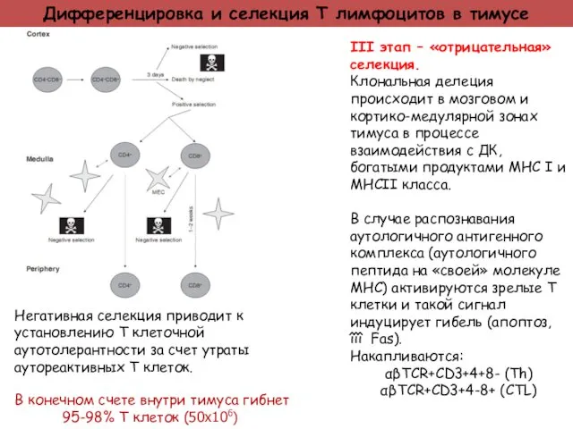 Дифференцировка и селекция Т лимфоцитов в тимусе III этап – «отрицательная»