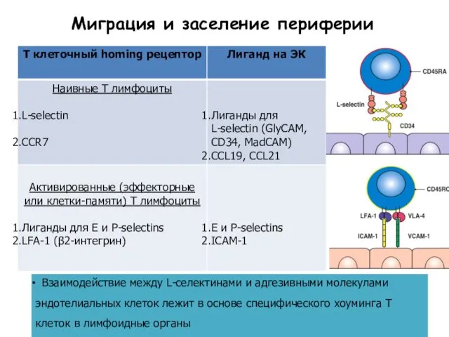 Миграция и заселение периферии Взаимодействие между L-селектинами и адгезивными молекулами эндотелиальных