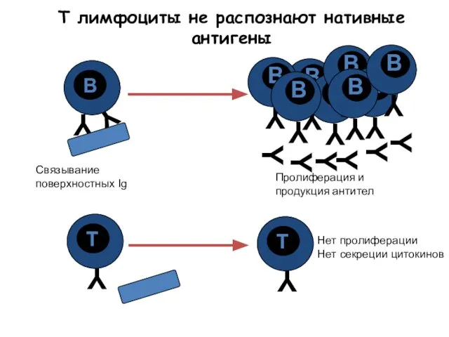 T лимфоциты не распознают нативные антигены Y Y Y Y Y