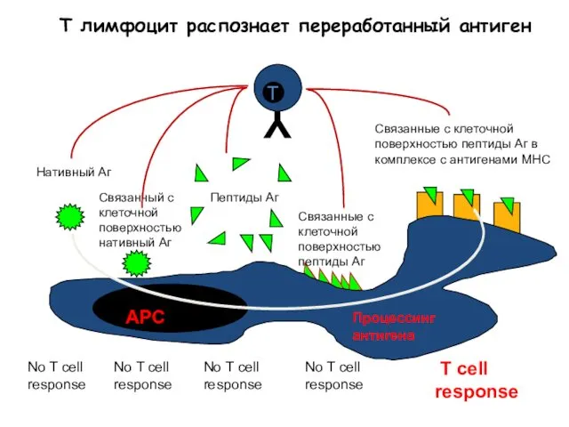 Т лимфоцит распознает переработанный антиген T cell response No T cell