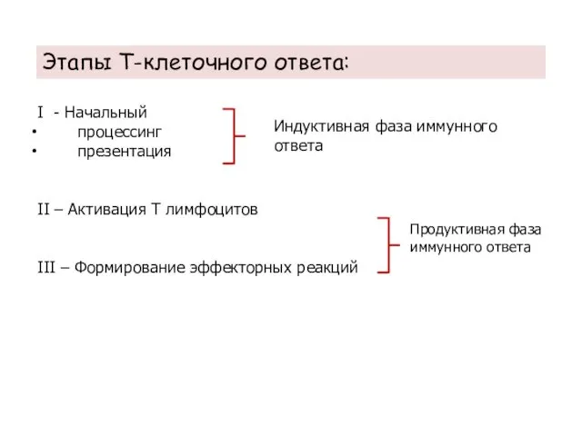 Этапы Т-клеточного ответа: I - Начальный процессинг презентация II – Активация