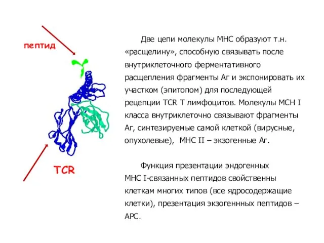 Две цепи молекулы МНС образуют т.н. «расщелину», способную связывать после внутриклеточного