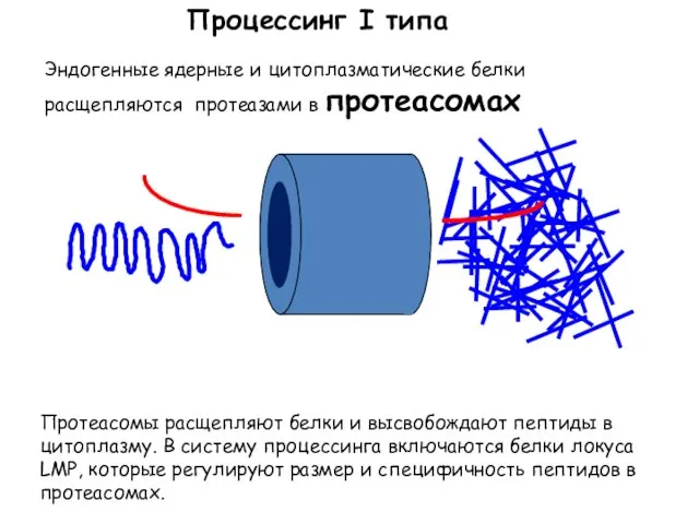 Процессинг I типа Протеасомы расщепляют белки и высвобождают пептиды в цитоплазму.