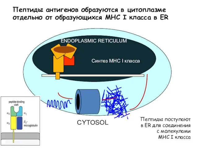 ENDOPLASMIC RETICULUM CYTOSOL Пептиды антигенов образуются в цитоплазме отдельно от образующихся MHC I класса в ER