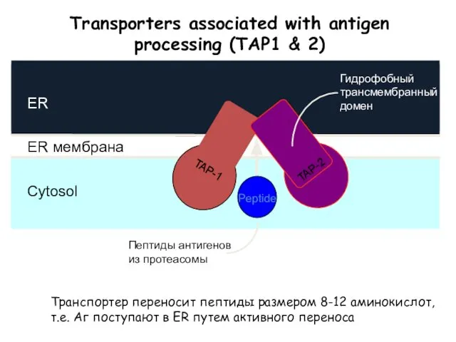 Transporters associated with antigen processing (TAP1 & 2) Транспортер переносит пептиды