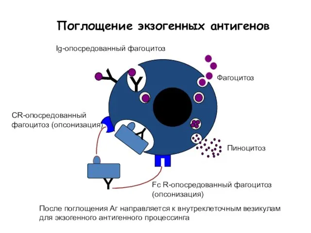 Y Пиноцитоз Фагоцитоз Ig-опосредованный фагоцитоз Поглощение экзогенных антигенов СR-опосредованный фагоцитоз (опсонизация)