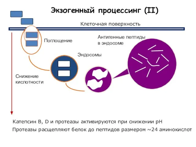 Протеазы расщепляют белок до пептидов размером ~24 аминокислот Экзогенный процессинг (II)