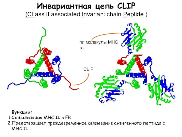 Функции: Стабилизация МНС II в ER Предотвращает преждевременное связывание антигенного пептида