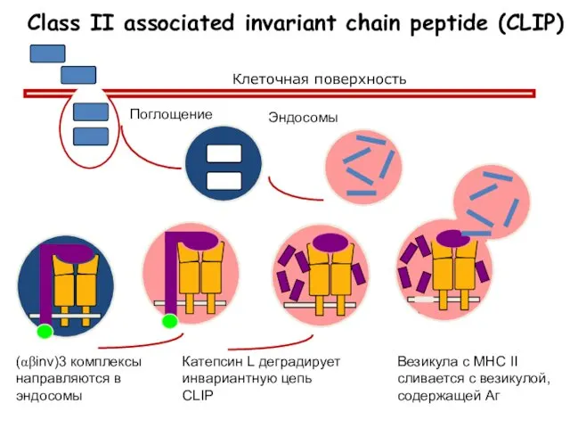 Class II associated invariant chain peptide (CLIP) (αβinv)3 комплексы направляются в