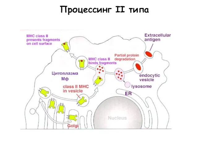 Цитоплазма Мф Процессинг II типа