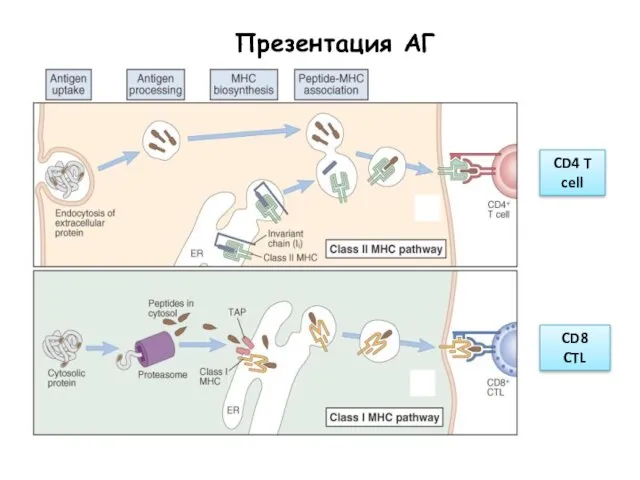 Презентация АГ CD4 T cell CD8 CTL