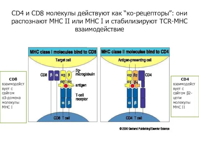 CD4/8 coreceptors CD4 и CD8 молекулы действуют как “кo-рецепторы”: они распознают