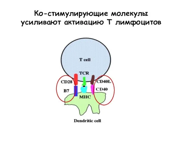 CD28 provides 2nd signal Ко-стимулирующие молекулы усиливают активацию Т лимфоцитов