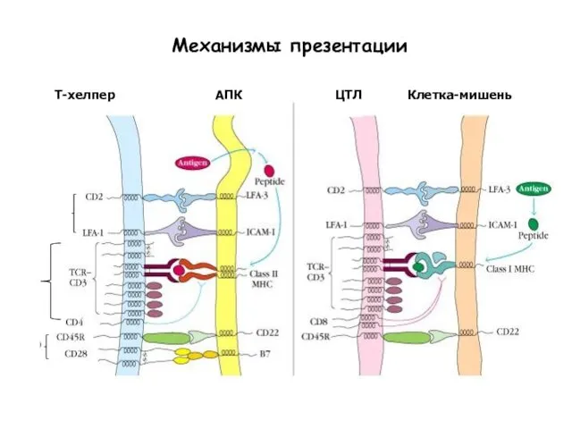 Механизмы презентации Т-хелпер АПК ЦТЛ Клетка-мишень