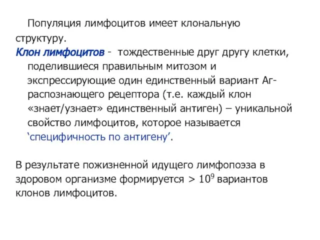 Популяция лимфоцитов имеет клональную структуру. Клон лимфоцитов - тождественные друг другу