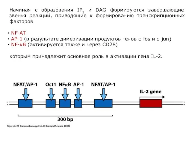 Начиная с образования IP3 и DAG формируются завершающие звенья реакций, приводящие